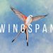 Wingspan – Aspectos Táticos e Estratégicos